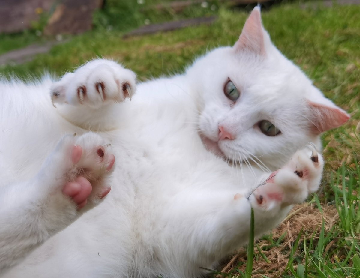 mighty paw greets 🐾😼 #straycats #AdoptDontShop tribeofma.carrd.co 🐾