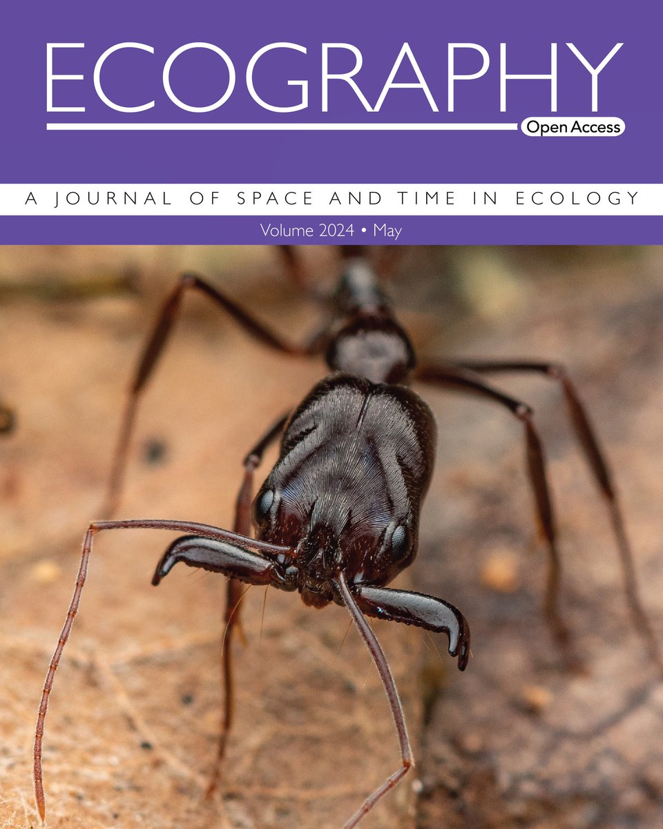 Ants on the cover of Ecography! The predatory 𝘖𝘥𝘰𝘯𝘵𝘰𝘮𝘢𝘤𝘩𝘶𝘴 𝘤𝘦𝘱𝘩𝘢𝘭𝘰𝘵𝘦𝘴, a ground-dwelling species of the Australian Wet Tropics, check out our paper here: nsojournals.onlinelibrary.wiley.com/doi/10.1111/ec… Thanks François Brassard for the beautiful photo @ant__frank @EcographyJourna