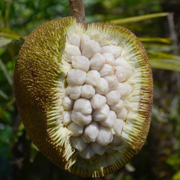 @gunsnrosesgirl3 Marang fruit, scientifically known as Artocarpus odoratissimus, is a tropical fruit native to Southeast Asia, particularly found in the Philippines, Indonesia, and Malaysia. It is a member of the Moraceae family, which also includes breadfruit, jackfruit, and figs. The fruit is…