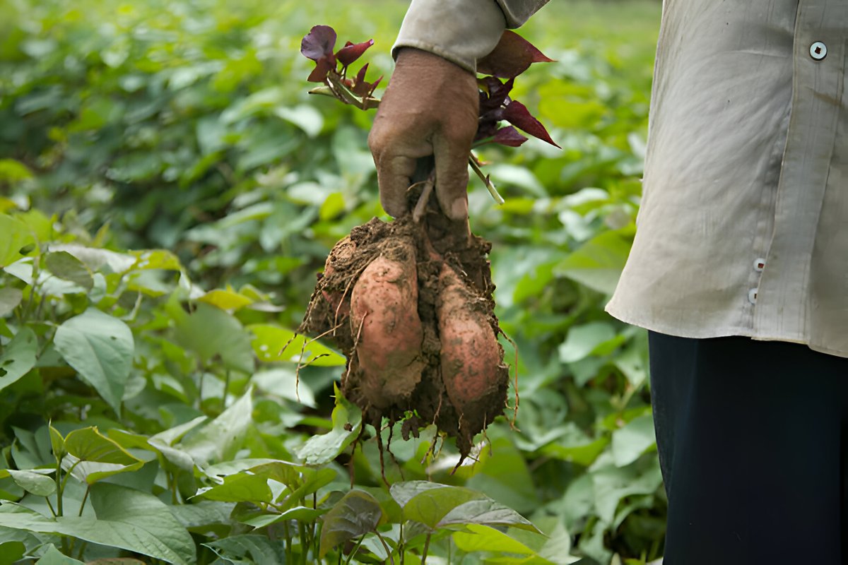 🌱 Dig into our guide on 'How to Grow Sweet Potatoes' and watch your garden thrive! 🌿🍠

#SweetPotatoes #GardeningTips #GardeningTwitter  #gardening #NatureLover #HealthyLiving #OrganicGarden ##Homegrown