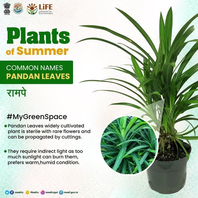 Make your summer refreshing by planting #PlantsofSummer in your indoor and outdoor spaces!

#MyGreenSpace 
#ProPlanetPeople
#MissionLiFE