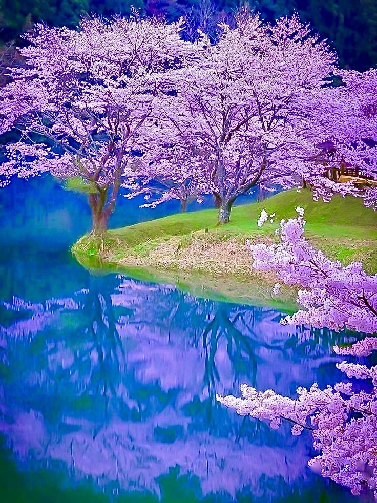 『桜の里公園』三重県 日本🇯🇵🗾🌸🌸🌸🌿💧💦🩵