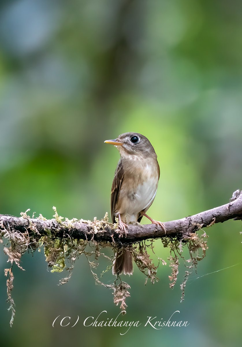 Model on the ramp Brown-breasted Flycatcher Thattekad, Kerala #IndiAves #ThePhotoHour @IndiAves #flycatcher #birds #birding #wildlife #wildlifephotography