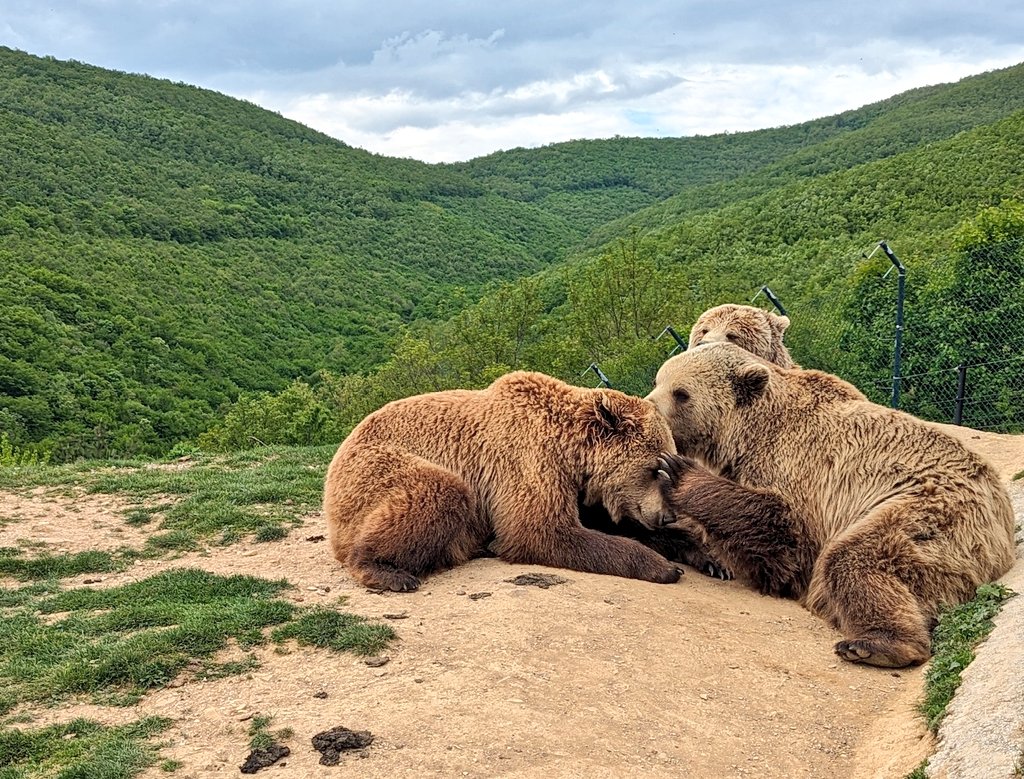 Great visit to @kosovo_bears in #Pristina and see brown bears 🐻 formerly kept in restaurants in #Kosovo and #Albania in a near-natural environment 🏞️.

These 🐻🐻🐻 'group grooming' were my favourite!

<a href="/UKinKosovo/">UK in Kosovo 🇬🇧</a> <a href="/perparim_rama/">Përparim Rama</a>