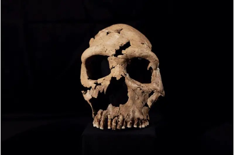 New facial reconstruction of the Neanderthal Shanidar Z. Dating to around 75,000 years old, her skull had been flattened by a rockfall and had to be painstakingly reassembled by researchers.