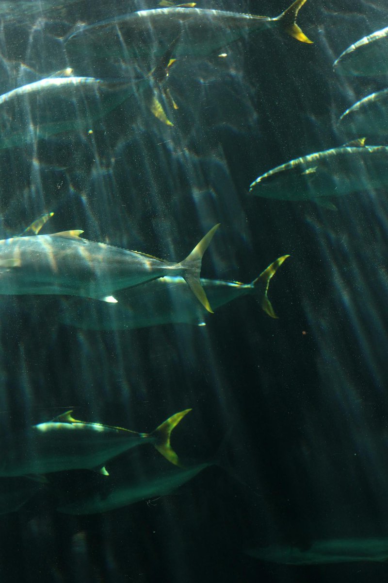 2 de mayo: Día Mundial del #Atún 🐟Una especie que está sometida a sobrepesca por su valor económico