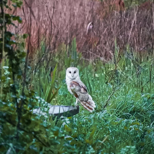 Happy 125th Birthday @wickenfenNT My favourite place, and this photo taken a few years ago made me fall in love with everything at #WickenFen #owls #birding #birdsofprey #barnowl #spring #springwatch #countryside #birds