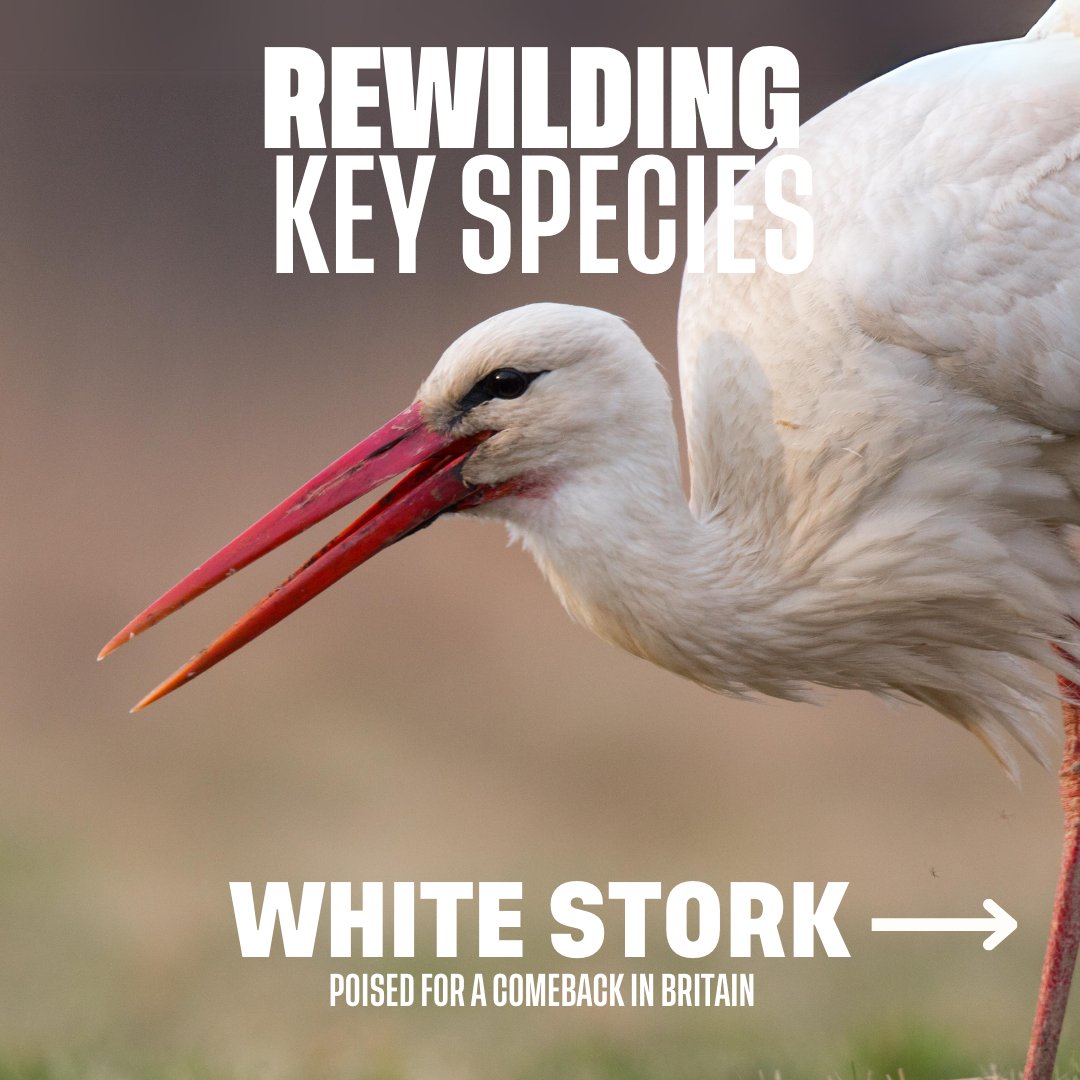 Ever spotted a majestic white stork gliding gracefully overhead? 🪽  These iconic birds are making a comeback in Britain thanks to the dedicated rewilding efforts of @ProjectStork.  Here are three things you need to know about this native species … (1/5)