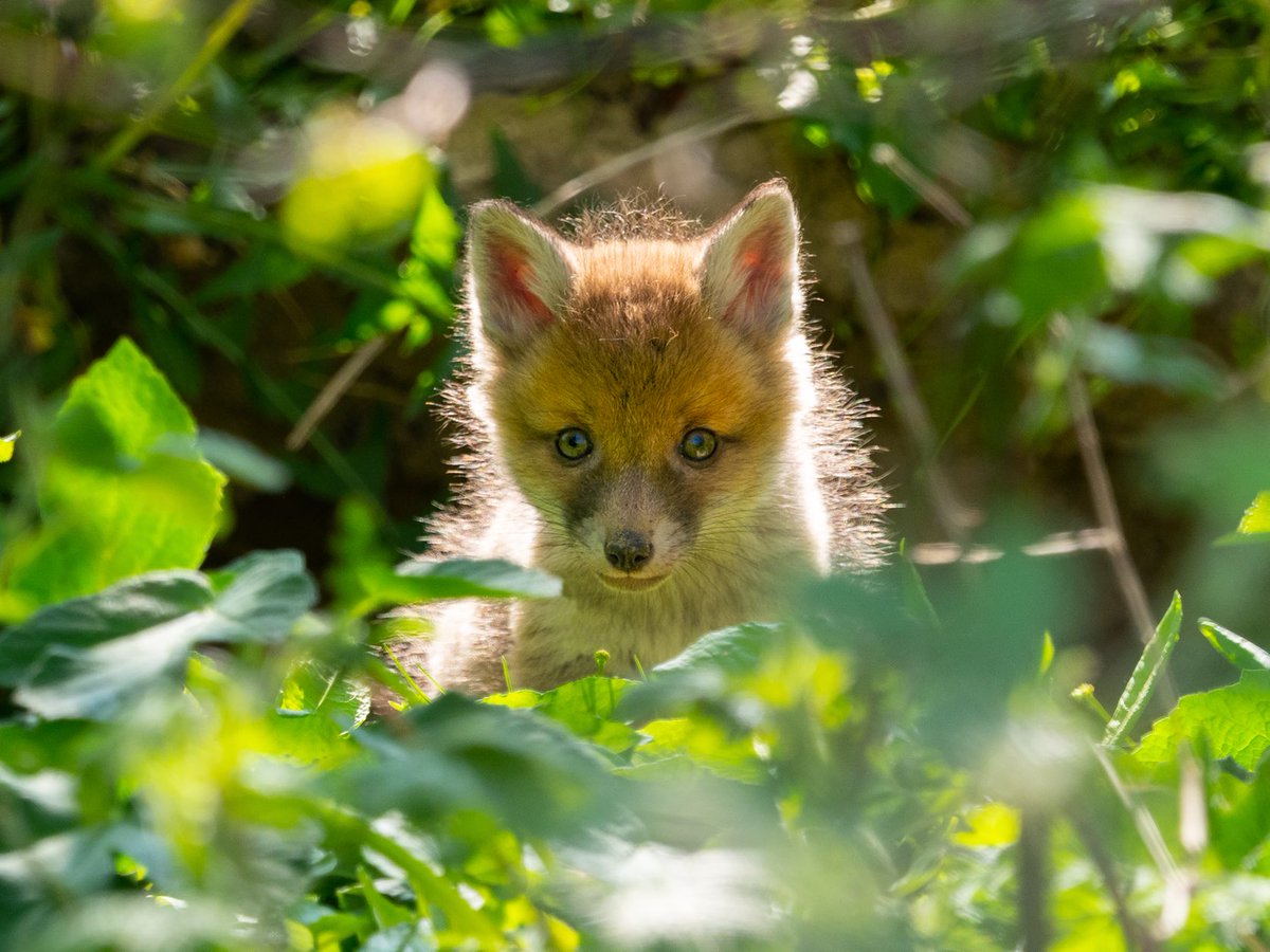 It’s that time of year ! #fox #cub #cute