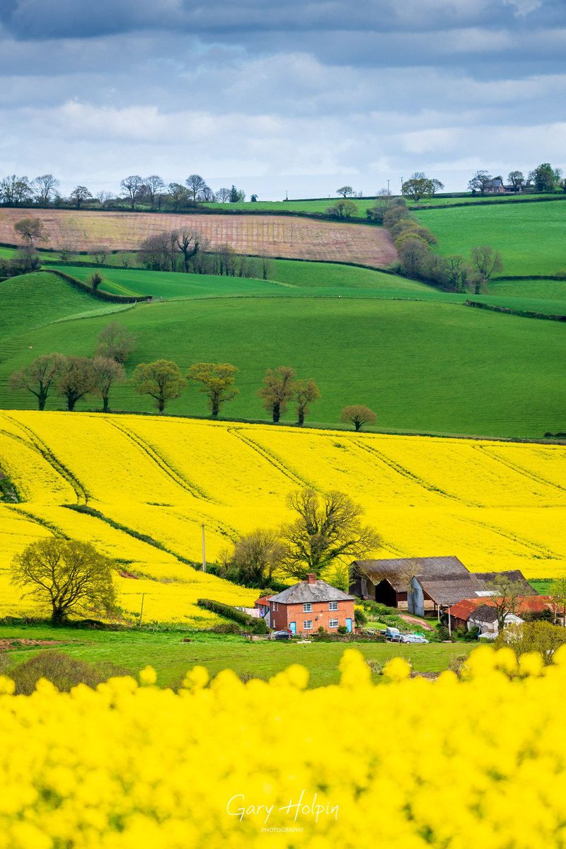 Morning! Finally on my week of rapeseed and wild garlic is a shot of some beautiful yellow layers in the rolling countryside of mid-Devon... It's my favourite photo this week - if you agree please Repost! 👍 #dailyphotos #devon #springcolours