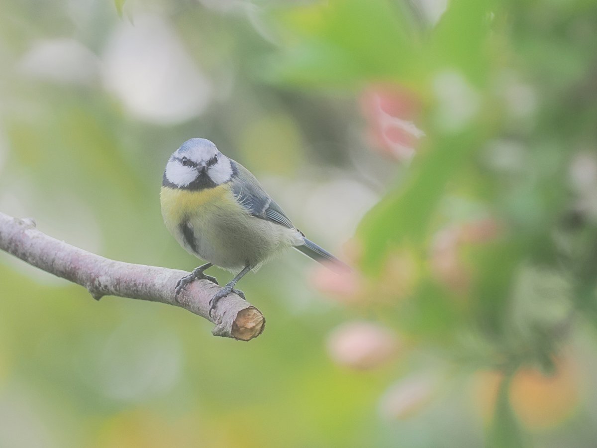 Blue Tit - photographed 23 April 2024. #MyGardenBirdPhotography