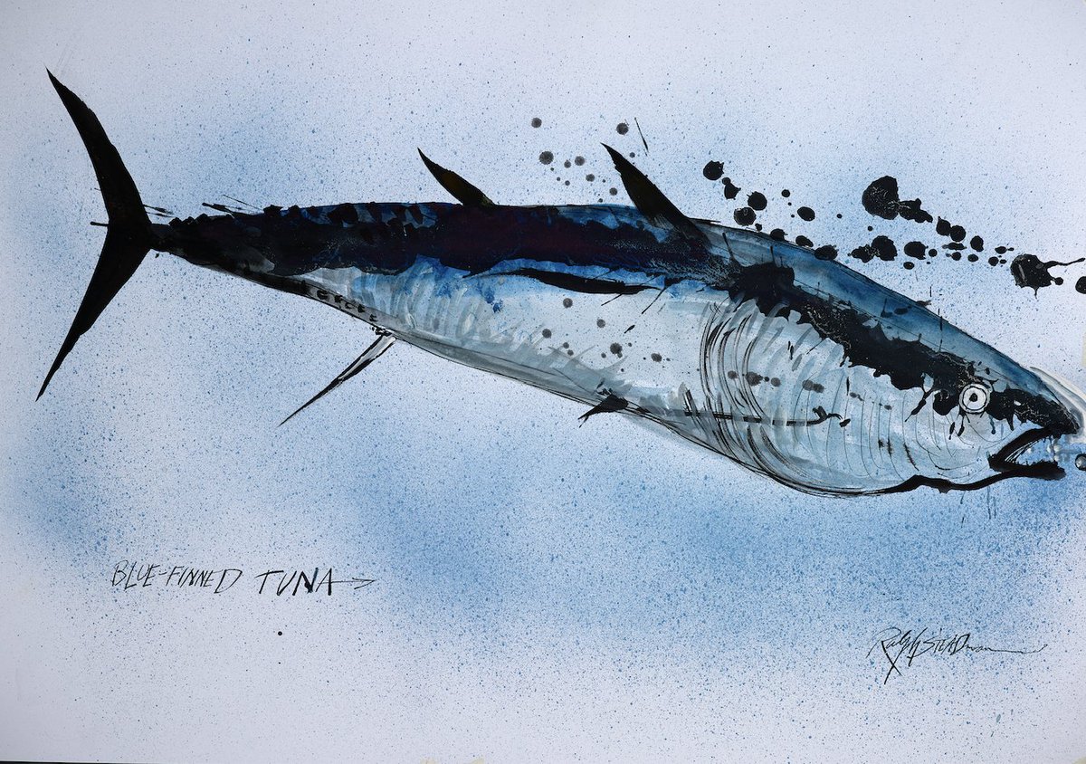 Tuna: sleek torpedoes of the deep, their silver scales shimmering like moonlit madness. In the swirling currents, they navigate a watery labyrinth, masters of the tumultuous sea. Yet, beneath the surface, lies a world of peril and plunder. #TunaDay #CriticalCritters #Gonzovation