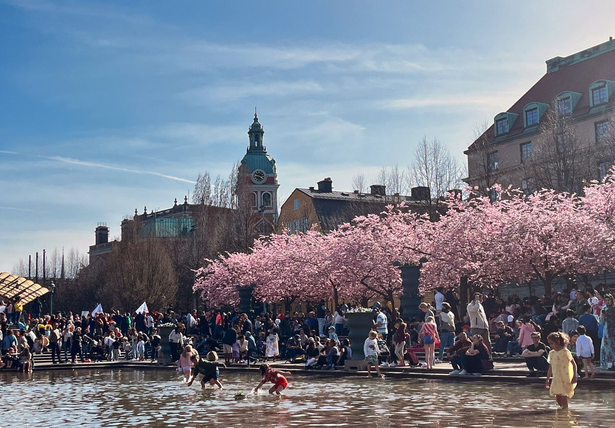 #spring #stockholm #cherryblossom #kungsträdgården