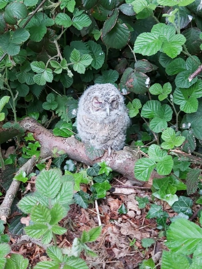 This young Tawny may have gone overboard too early 🦉🦉 We're pretty sure it's okay, a check a short time later, and it was nowhere to be seen. #rspb #owls #wildlife