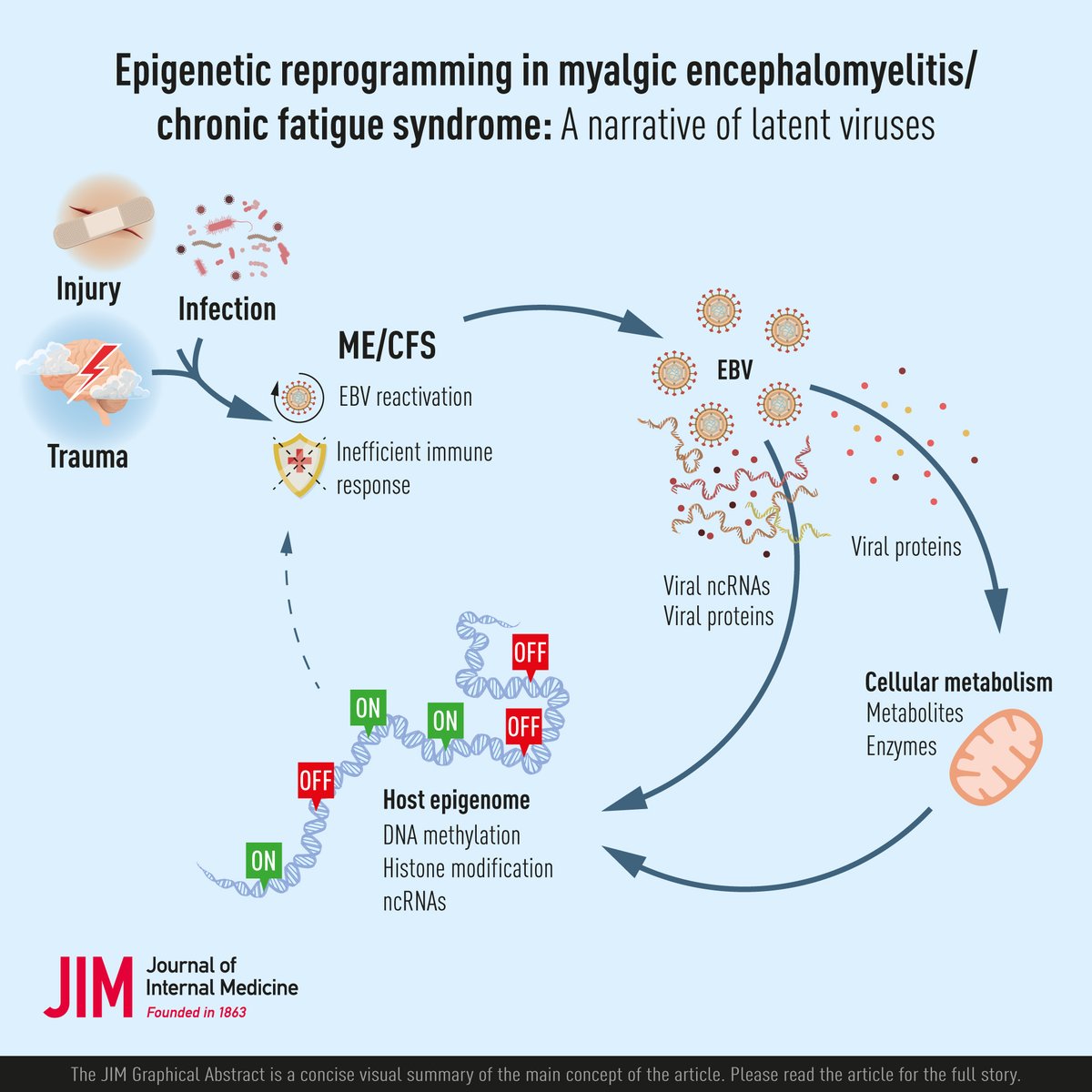 New Perspective! Epigenetic reprograming in myalgic encephalomyelitis/chronic fatigue syndrome: A narrative of latent viruses.

🔗doi.org/10.1111/joim.1…

#MyalgicEncephalomyelitis #chronicfatiguesyndrome #EBV #EpsteinBarrvirus