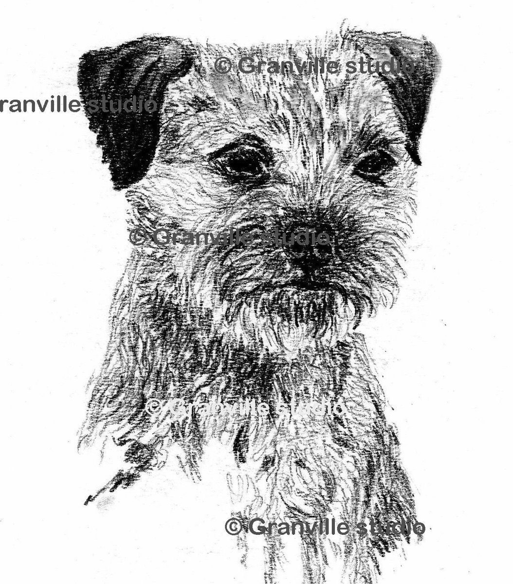 The face of Mischief!!! 
 Border Terrier Charcoal Art Print
granvillestudio.etsy.com/listing/244641…
All artwork is produced by myself 
#mhhsbd #earlybiz
