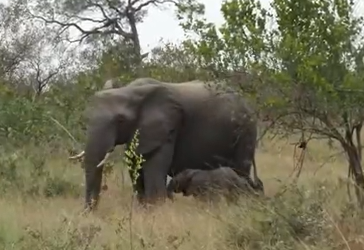 What a sighting ! 😍​🐘​
Amy thanks you ! 
#wildearth