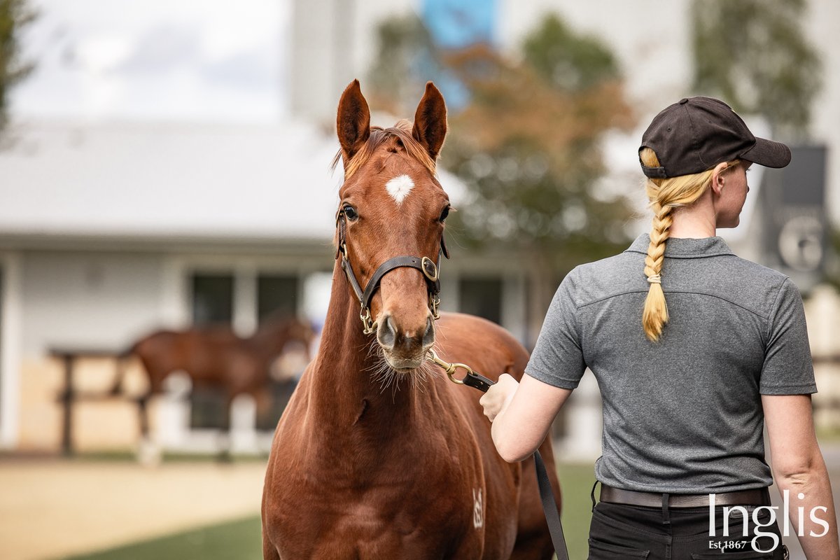 Inspections at Riverside Stables are well under way for #InglisAusWeanling Sale. Parades continue each day this week and into sale days so come on down and see what all the hype is about!