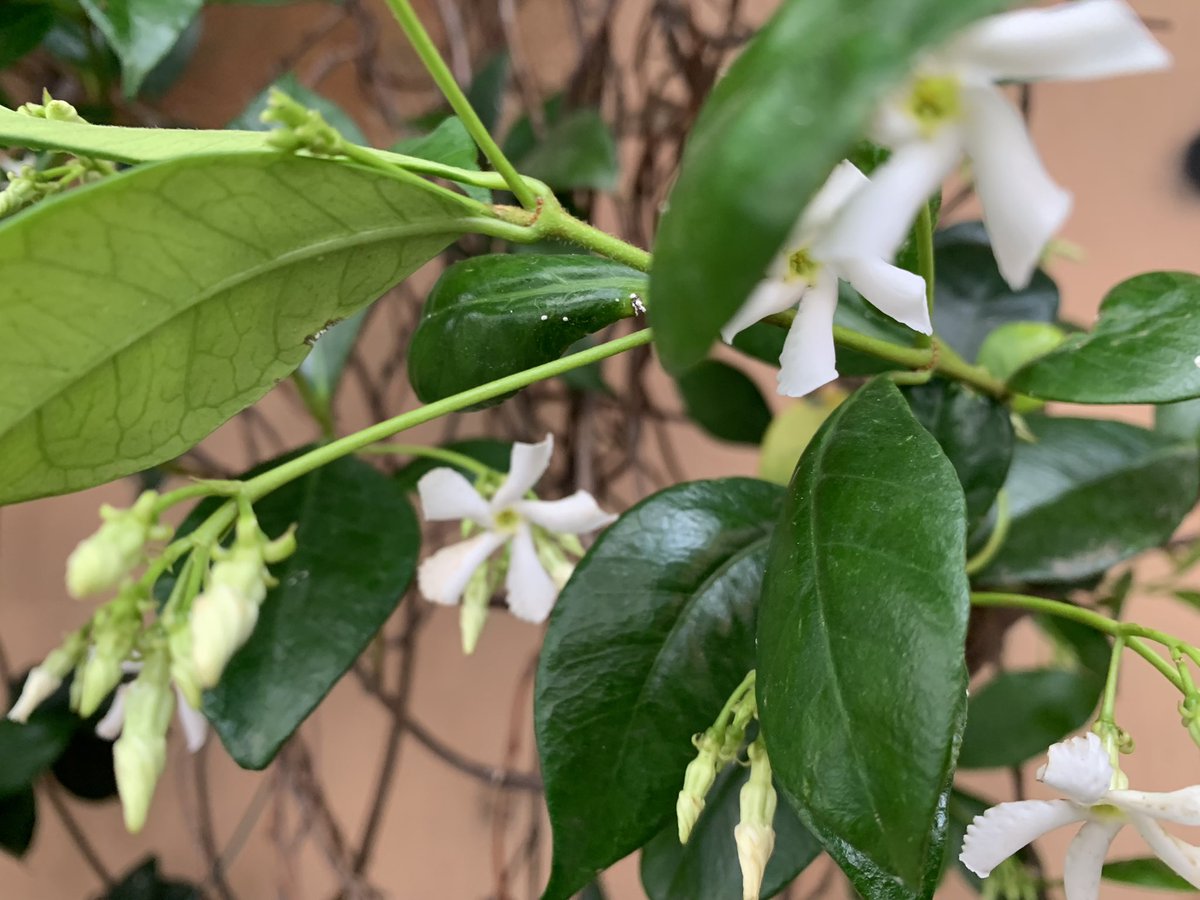 Truly spring in Rome — my first whiff of jasmine in the morning