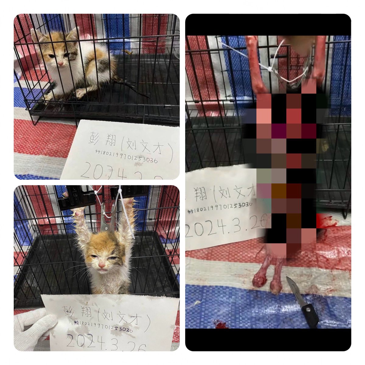 Hey, this kitten was skinned alive by the Chinese and killed after being electrically tortured for over four hours, can we go sightseeing at the killer's house?
#ChinaFact
#BoycottChina
#CatKillerChinese
#AnimalAbuserChinese
#StopChinaCatTorture 
#中国猫哀悼 
#中国猫虐待グループ