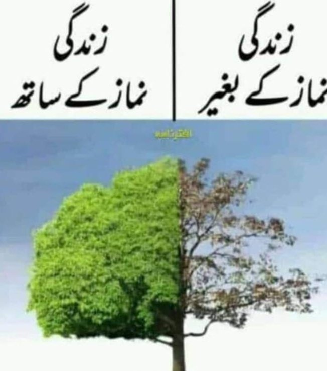 Zeeshan Ali Shah tweet media