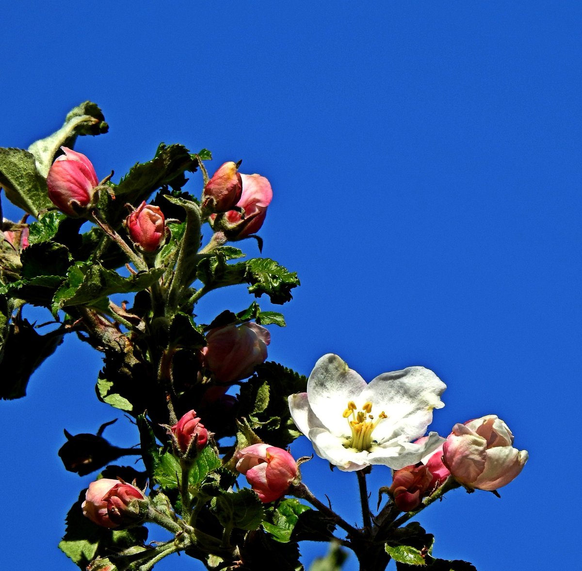 #mei_nmooistefotos #dag2 #blauw  @bosw8er_jochem 🌞🌹🌻🌷🪻
Mooie appelbloesem bij een strak blauwe lucht.
