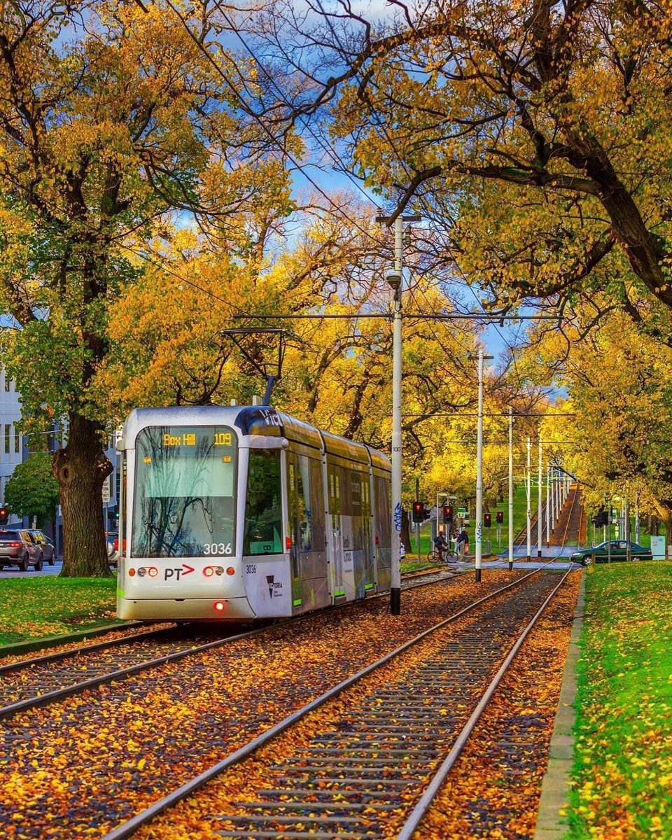 Autumn 🍂 in Melbourne. New era tram looks amazing in Autumn 🍂 
#Melbourne #Australia 🇦🇺