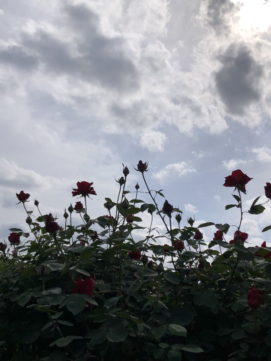 belne公式베루네_ガーデンみ06bのイラスト