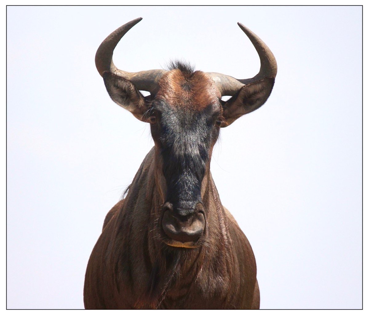 ..
👁️👁️ 
Looking at him. 
Looking at me.
A curious Wildebeest. #Gnu 

📸 My own.
🇿🇦 #MadikweGameReserve