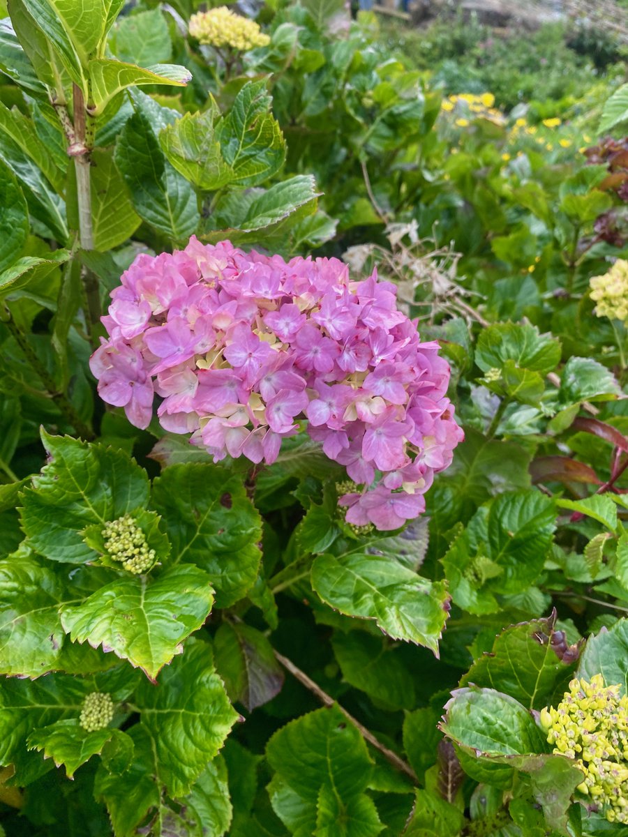 Potatoes are growing nicely, and the hydrangeas have arrived too. #allotmentlife