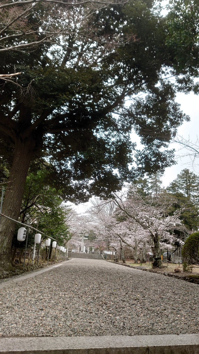 茨城県水戸市 茨城県護国神社にて⛩️2️⃣ もう5月だけど春🌸を☺️