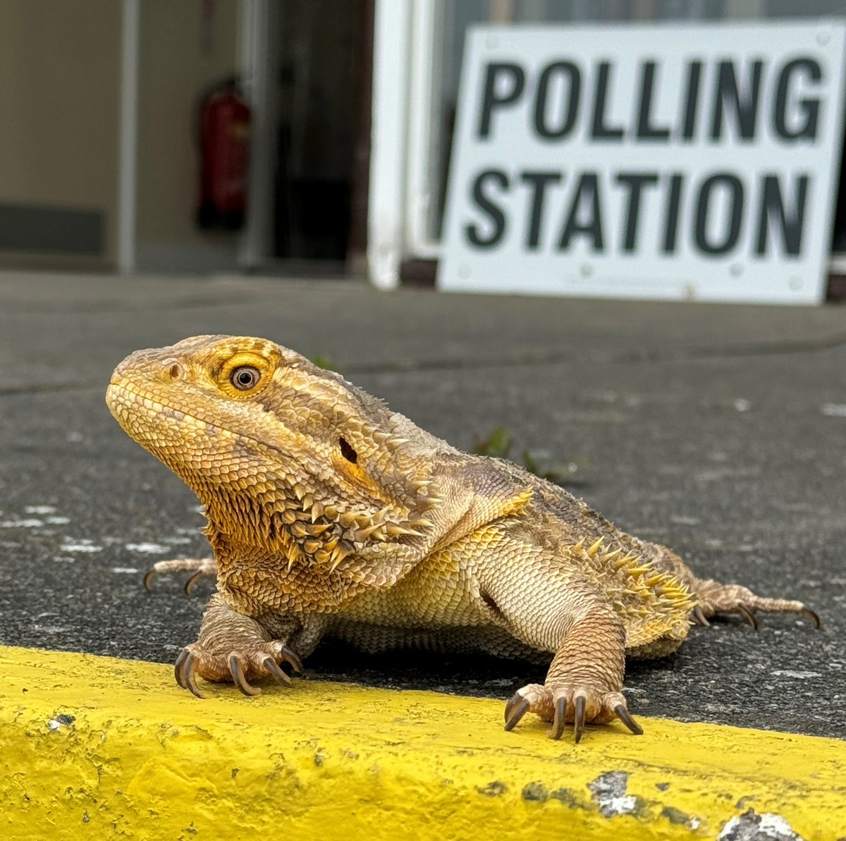 Henry the Bearded Dragon remembered his photo ID to vote in today's Police, Fire and Crime Commissioner election... make sure you do too! #LizardsAtPollingStations #PetsAtPollingStations