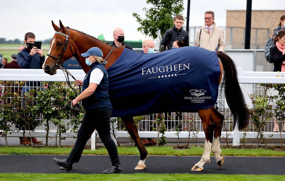 Faugheen, enjoying his retirement at the Irish National Stud, was born today in 2008.