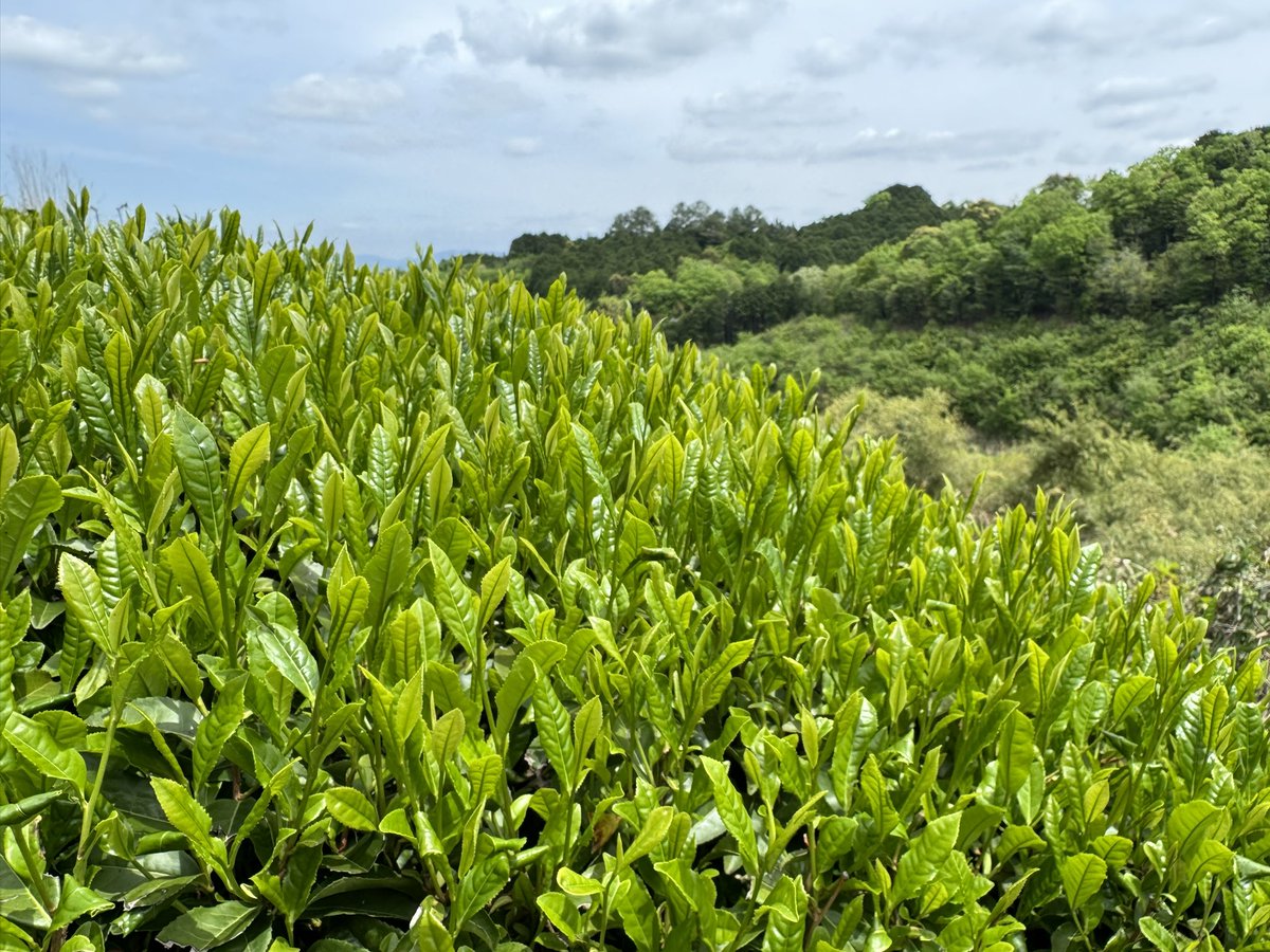 こんばんは。
5月2日はお茶の日。奈良県大和高原も新茶シーズンです。我が家はまだですが。
 #Nらじ