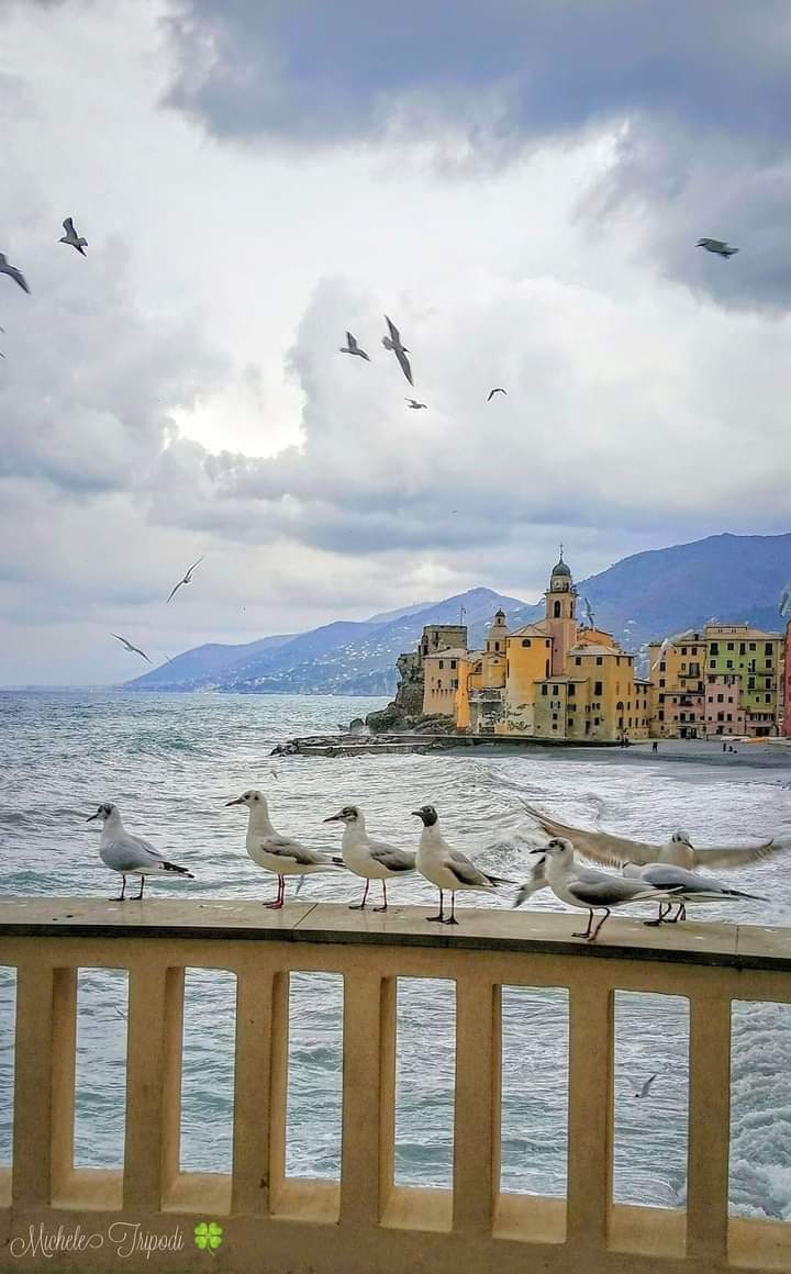 Camogli