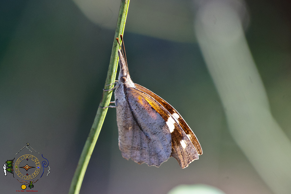 American Snout on stem
#butterfly #butterflies #HikeOurPlanet #FindYourPath #hike #trails #outdoors #publiclands #hiking #trailslife #nature #photography #naturephotography #naturelovers #NatureBeauty #OutdoorAdventures