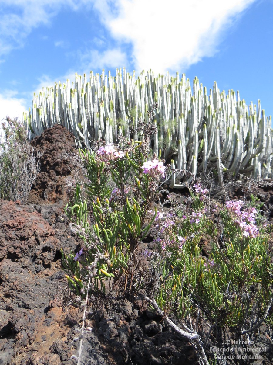 En esta época  nuestros malpaíses están radiantes de color y belleza 💚 cuando te digan que el piso bioclimático tabaibal/cardonal carece de belleza y es un área exánime te mienten 👈

📷 Romero marino (Campylanthus salsoloides)

#EducadorAmbiental #GuíadeMontaña #Tenerife