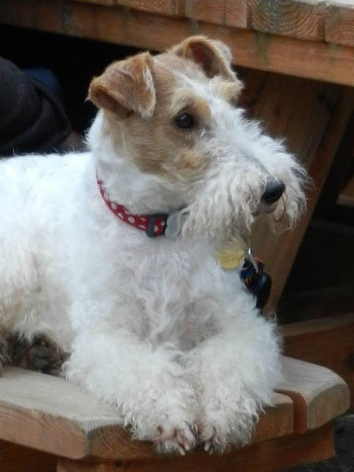 Her first trip to Appledore ❤️ The trip when she stole a whole fish from the 🧑🏻‍🦱 as we sat eating fish and chippies on the sea front. She sidled up to his side, and wham ……fish was on the floor and she was scoffing 😆🐶❤️