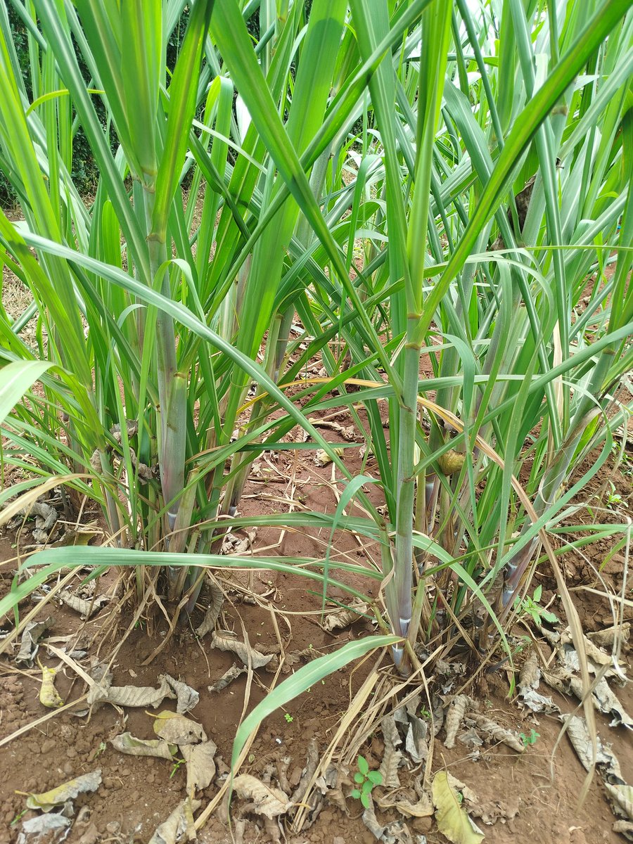 Sugarcane 💃🏿🌱

#growyourownfood
#agriculture
#farming #farm