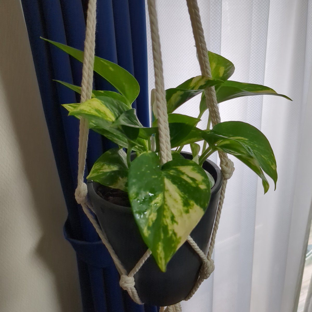 新しくお迎えしたポトス
初めての斑入りの植物やけど上手く育てられるかなー