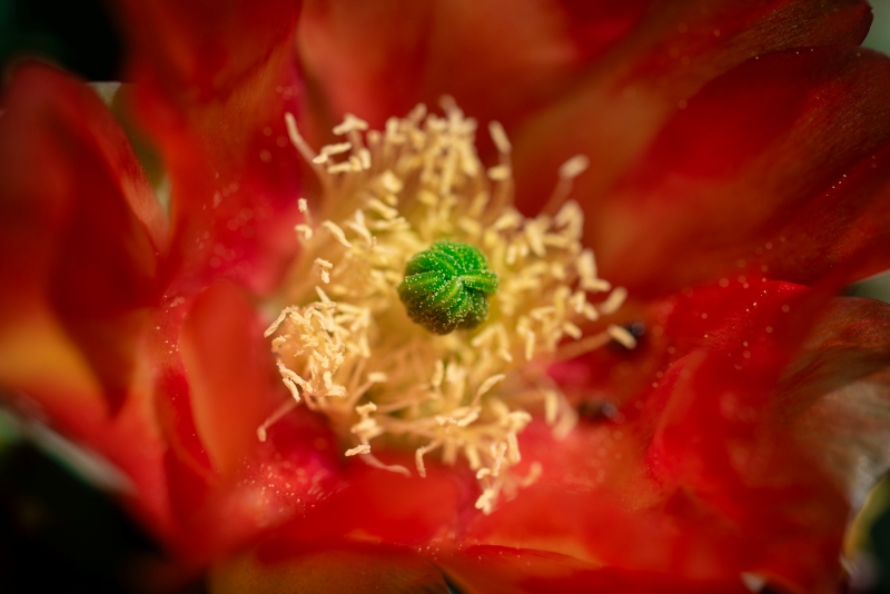 Cactus flowers in The Valley of the Sun