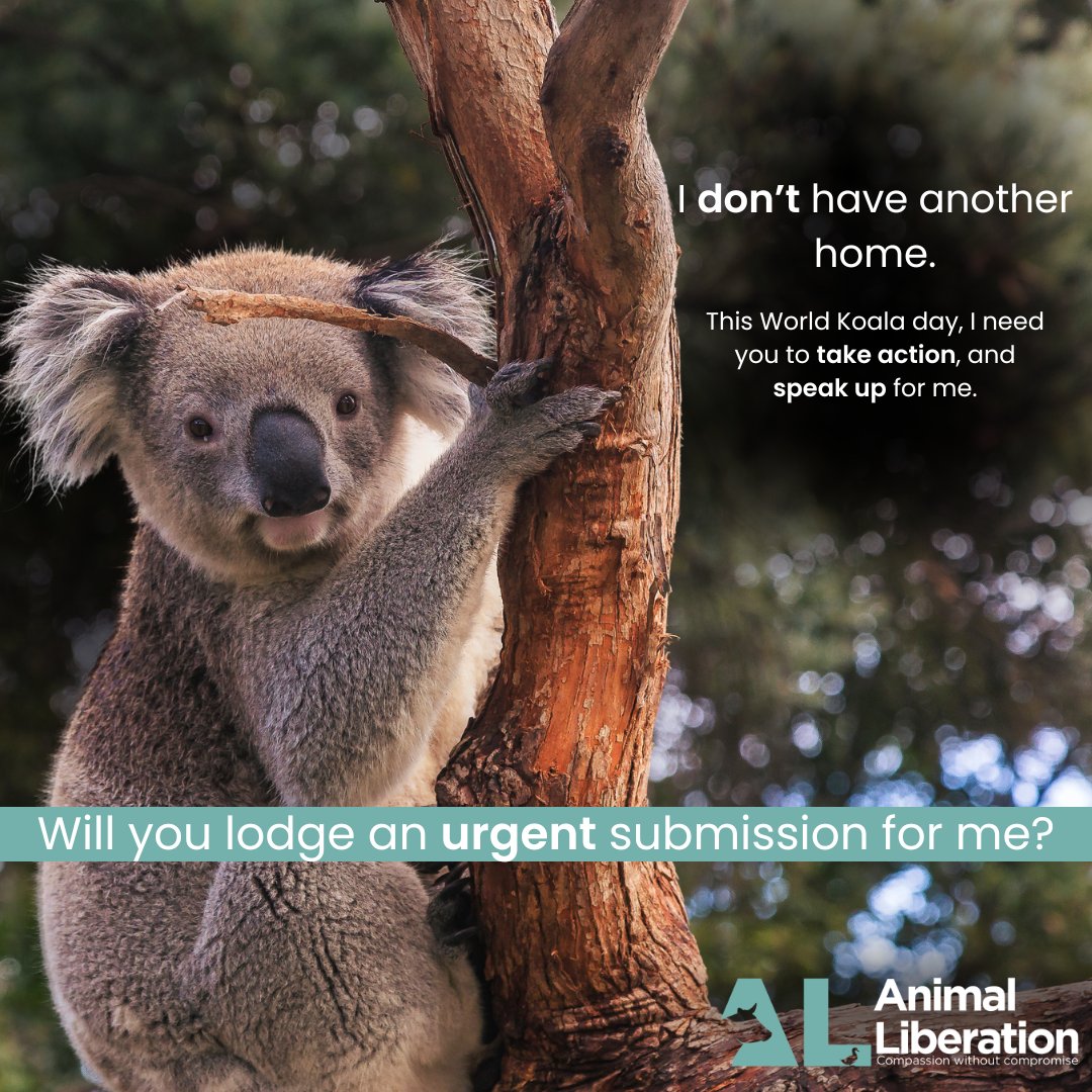 🐨This world koala day, we need your help to demand that the NSW government take urgent action for koalas. We have the opportunity through the NSW Koala strategy review to speak up for koalas. Take action here- al.org.au/help-us-halt-t…