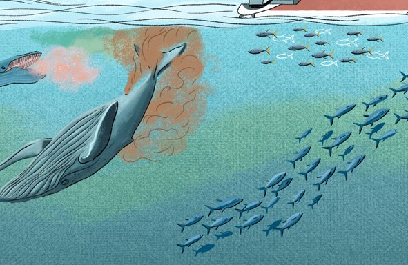 🐟DÍA MUNDIAL DEL ATÚN🐟 Hoy es el día de nuestros queridos atunes y que mejor manera de celebrarlo que publicando un nuevo contenido. Lee el artículo que ha escrito @ainabonner: ¿Qué pasaría si un depredador marino como el atún desapareciera? planettuna.com/un-oceano-sin-…