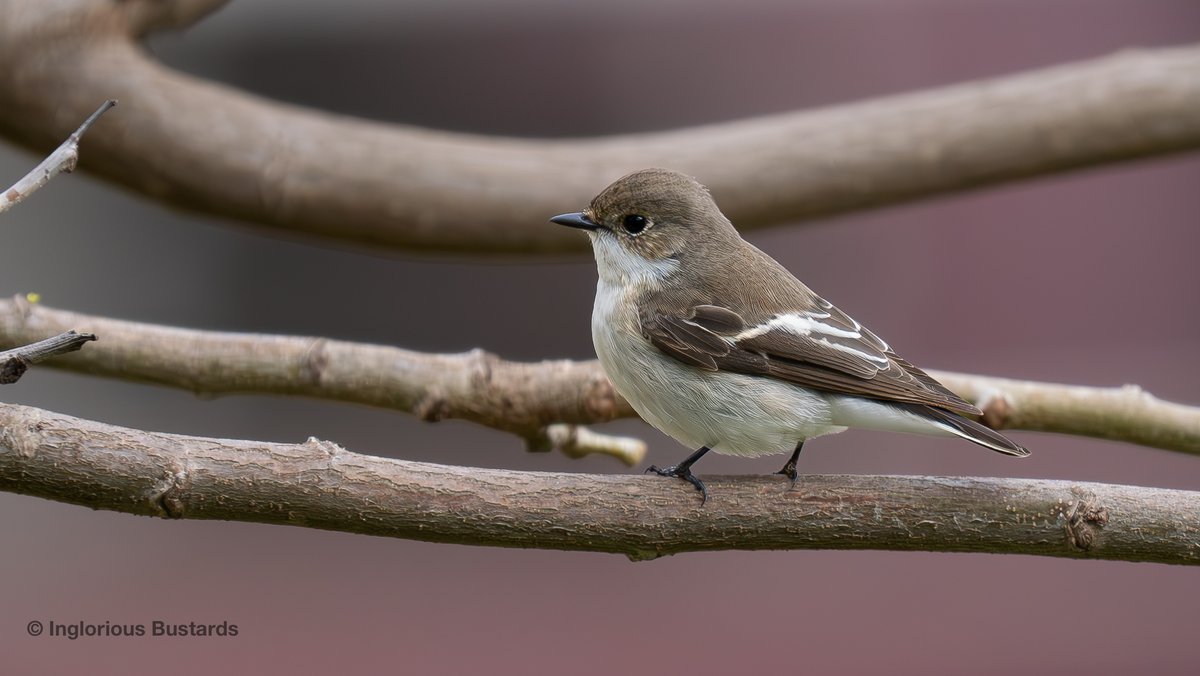 Glorious rain and a moderate to strong #poniente y´day morn so urban park #Birding and then on to the campo to see more spring arrivals! Trees alive with #Flycatchers, #Warblers y more, in the campo Western Black-eared Wheatears dazzled us & streams of Pallid and Common Swifts!