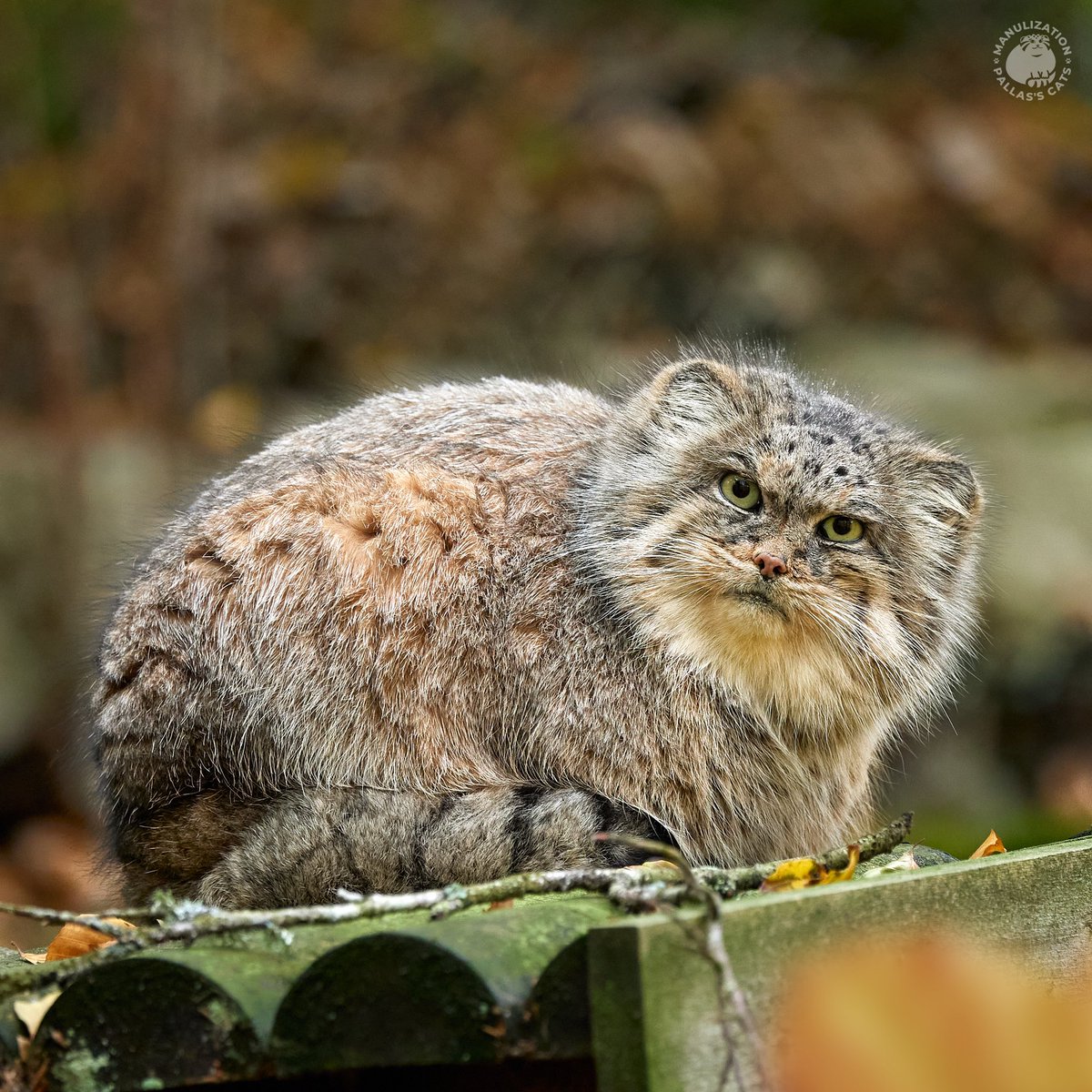 ⚡️ Manul-news: Pazzo has moved! 

In April our fluffy philosopher Pazzo moved from Nordens Ark, Sweden to Łódź zoo, Poland.
His young bride was waiting for him there: Manuela, from Berlin zoo, Germany. She's one year old.

#manul #manuls #pallascat #pallasscat #マヌルネコ  #манул