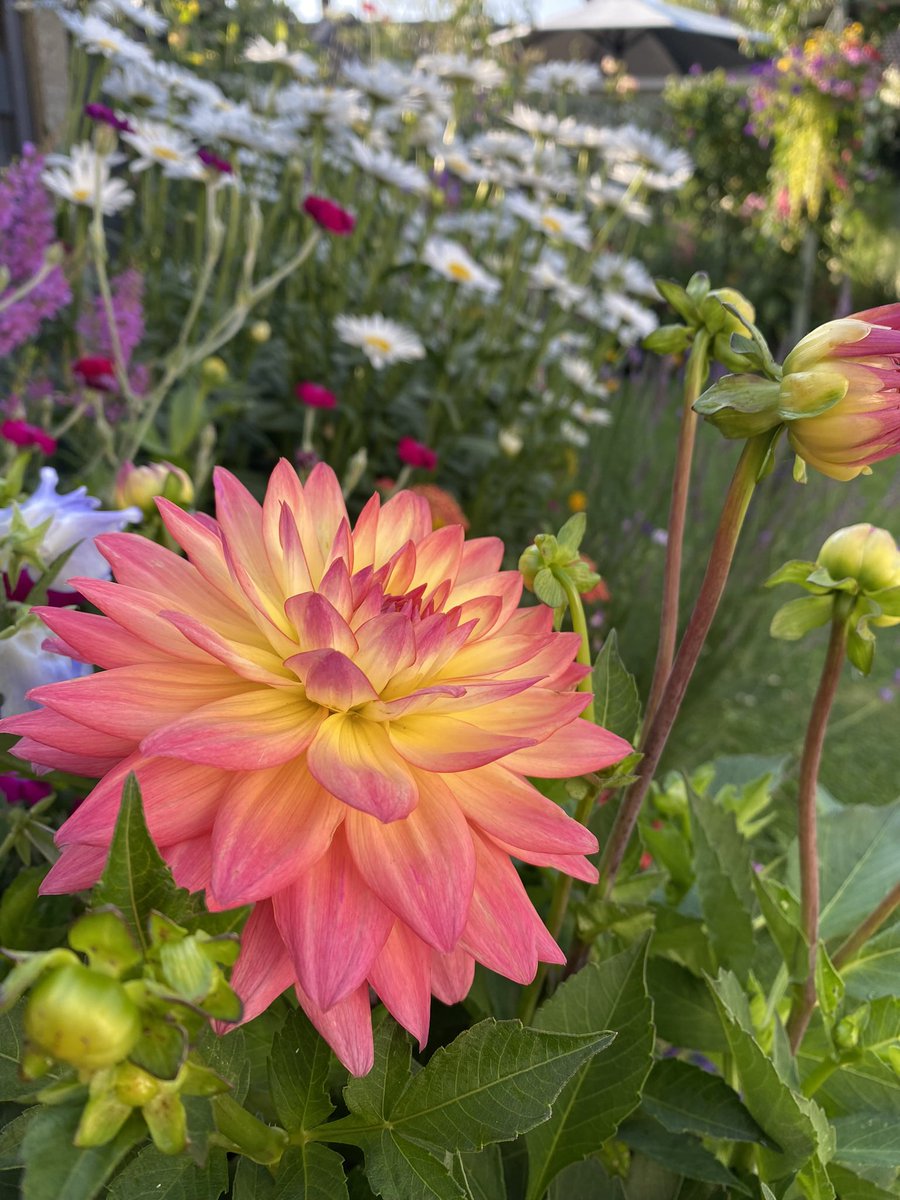 Morning, anyone else feeling drained after the overnight thunderstorms ? If so here’s a #ThrowbackThursday from last year’s garden to brighten you up. Have a lovely day everyone 😊 #GardeningTwitter #GardeningX