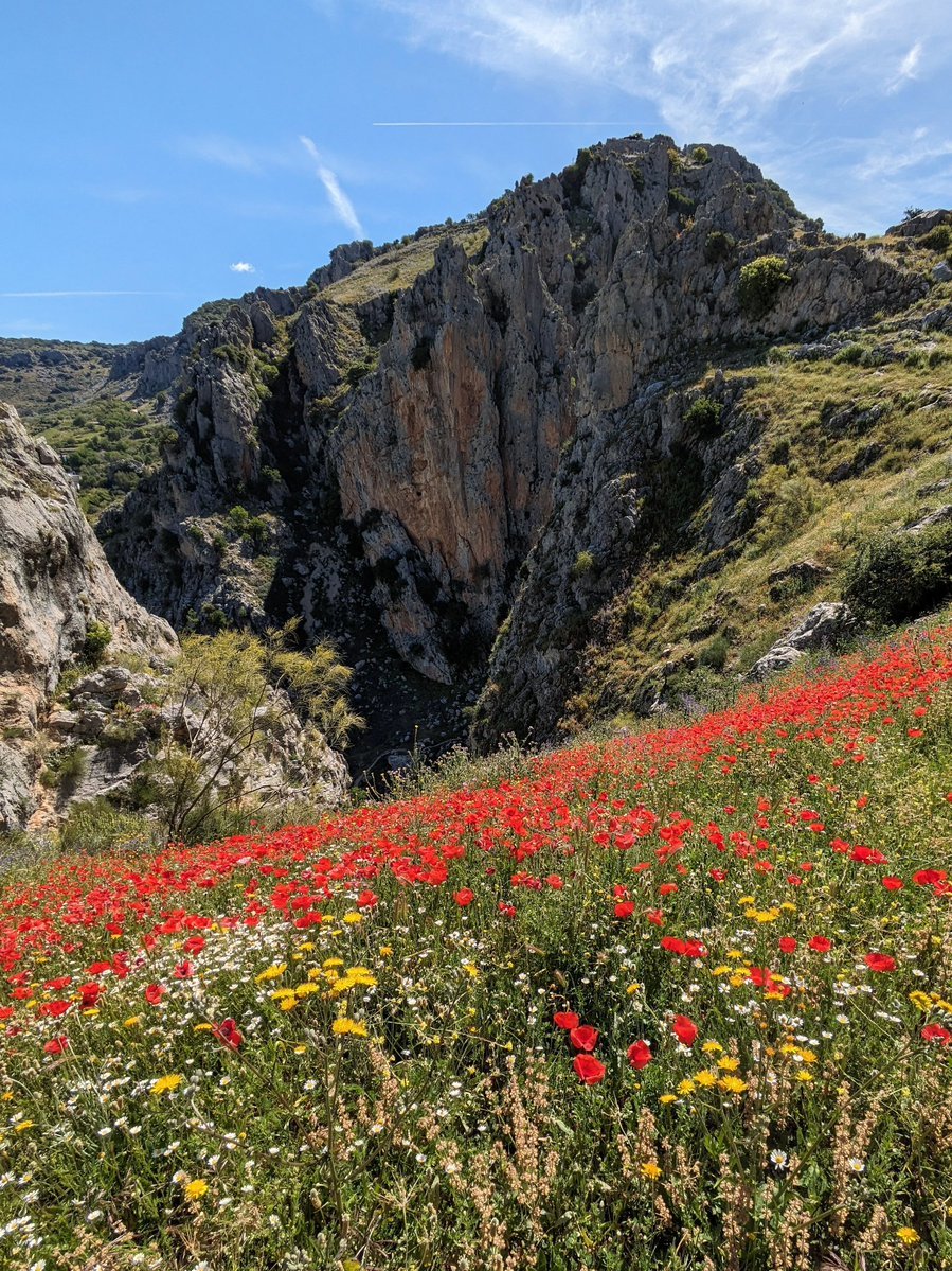 #AlphabetChallenge #WeekR R is for Red. Become a bit obsessed with taking photos of red poppies here but they are stunning. Above Zuheros.