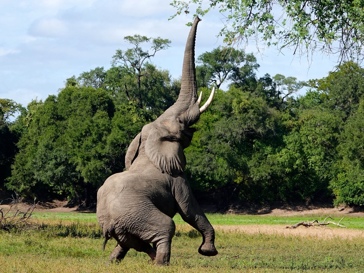 Elefant als Zweibeiner: Die Blätter des Akazienbaumes sind eine Delikatesse für den Dickhäuter, der den massigen Körper dafür gern in die Höhe reckt. Mit dieser Szene aus dem South Luangwa Nationalpark wünsche ich einen guten Morgen aus Sambia! 🐘
#Zambia #ThePhotoHour #Wildlife