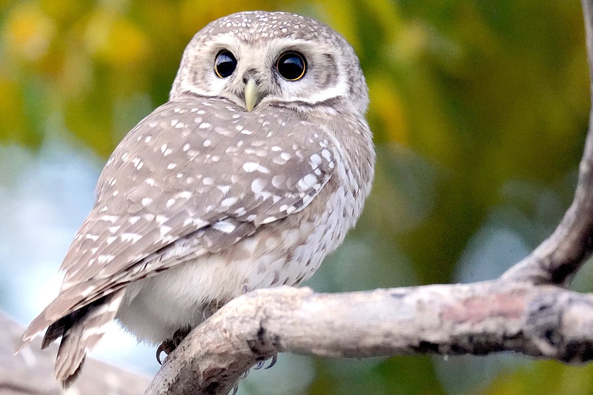 Hello there! I am here, talk to me. @IndiAves #IndiAves #BirdsOfTwitter #BirdsSeenIn2024 #Birding