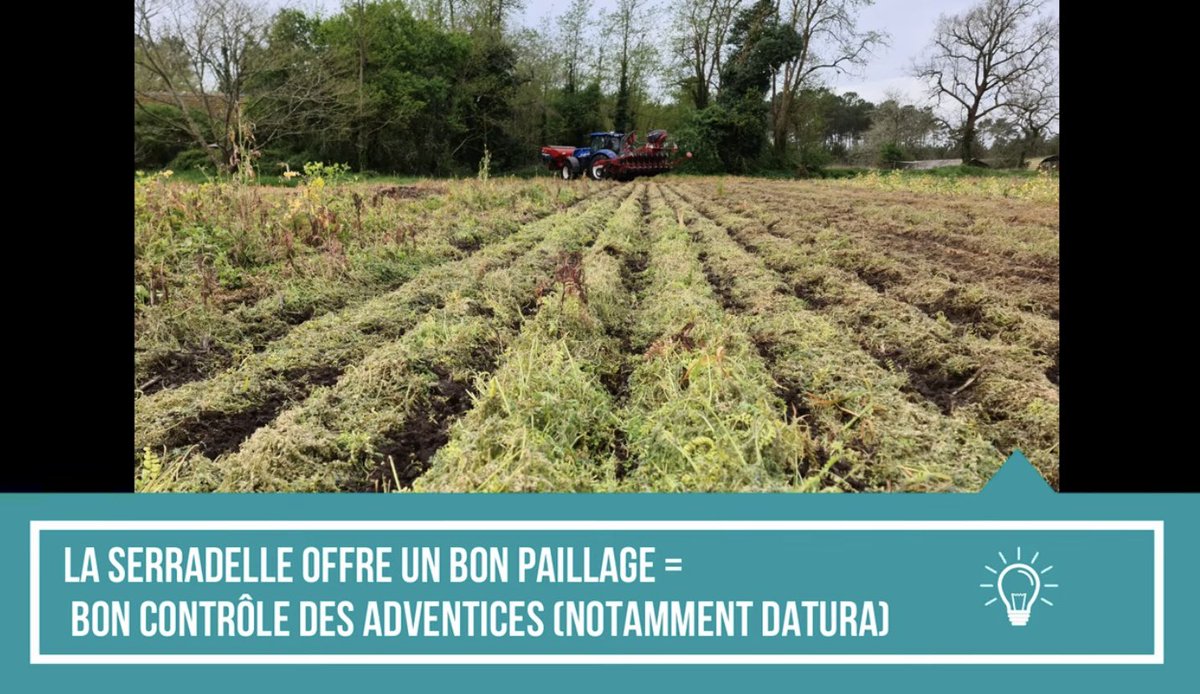 Essais 🌽 en #SD à 50 cm dans les sables des Landes sur différents #CouvertsVégétaux 🌱 
Semis le 6 Avril #P0450 Premium Insecticide #Aquamax <a href="/PioneerSeeds/">Pioneer Seeds U.S.</a> <a href="/CortevaFR/">Corteva France</a> 

🎥 -> youtu.be/UB2_1cR_HOA
